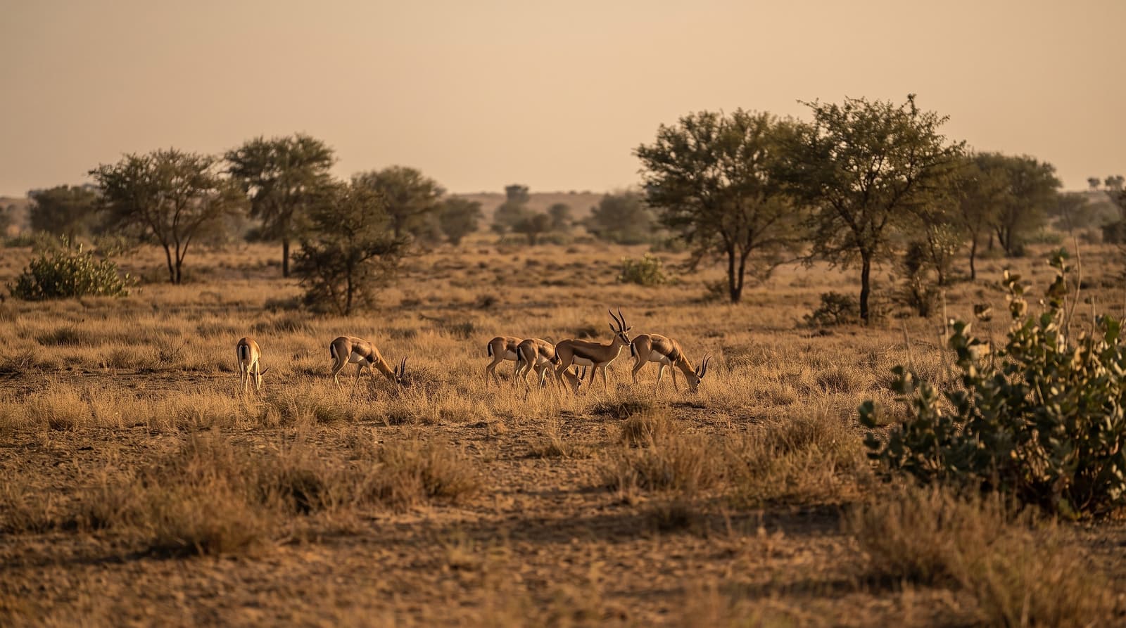 Chinkara gazelles peacefully grazing on protected Sindh grassland at golden hour