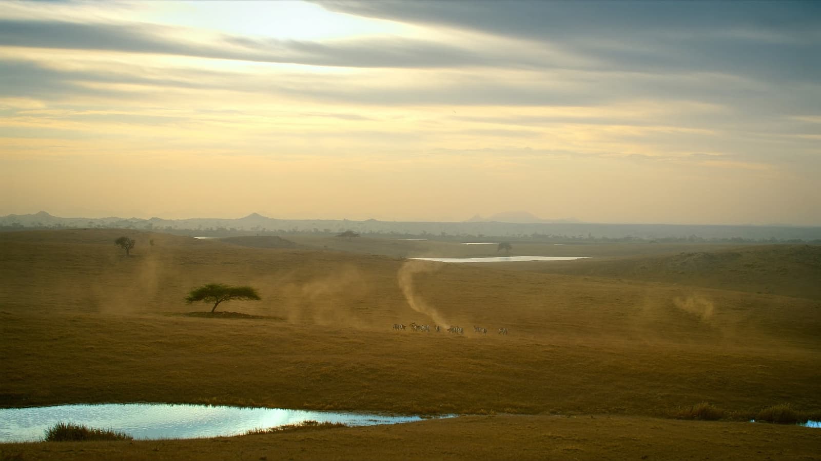 Vast open sanctuary grassland landscape at dusk under conservation stewardship