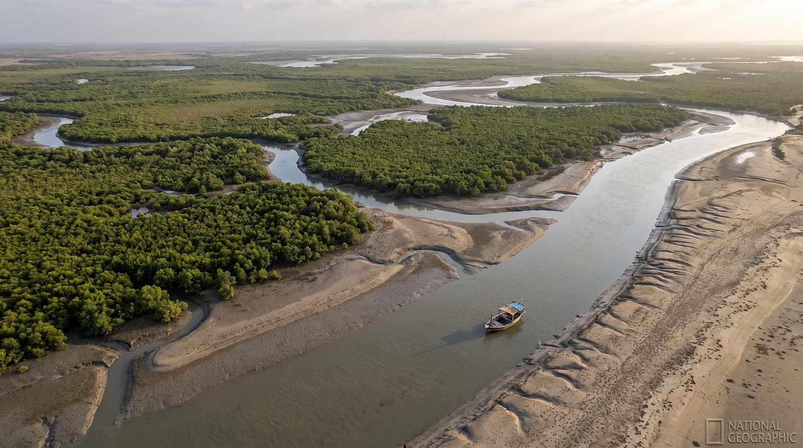 Aerial drone photograph of restored Indus Delta mangrove forest and winding tidal waterways